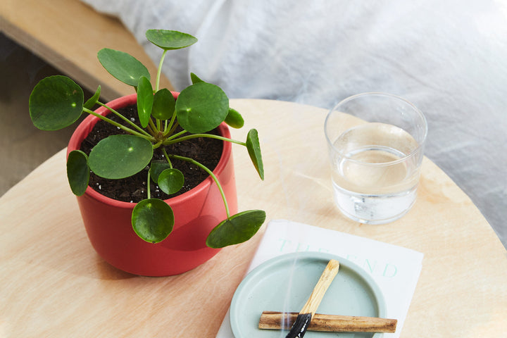 How to Care for a Pilea Peperomioides