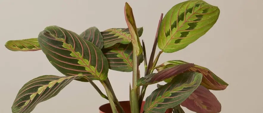 Prayer Plant Care Guide