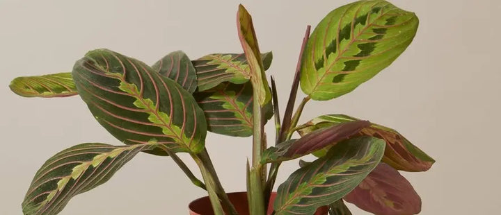 Prayer Plant Care Guide