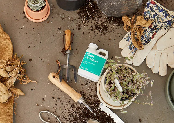 How to Fertilize Your Houseplants