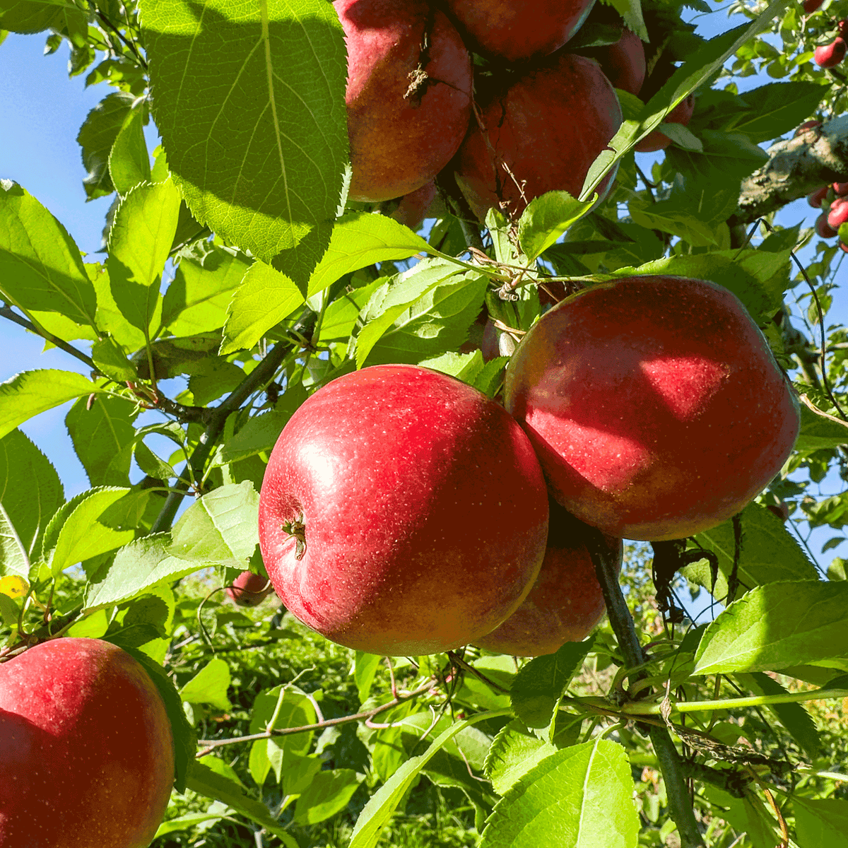 Apple Trees 101: Harvesting