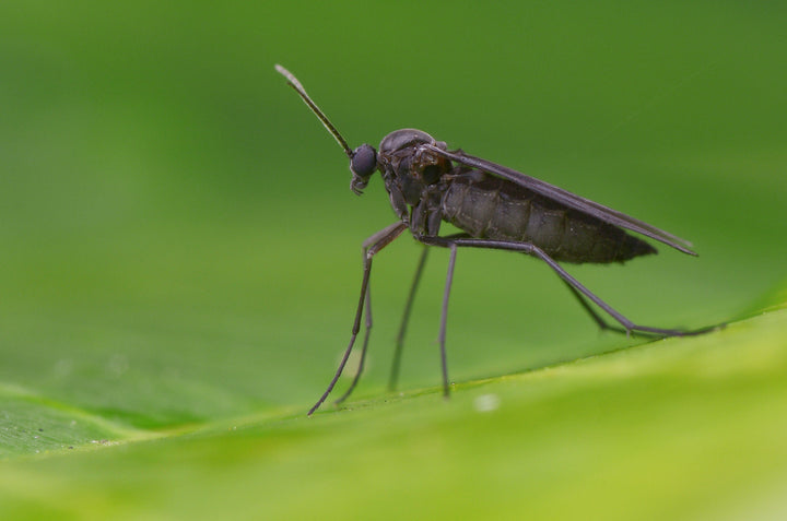 How to Get Rid of Fungus Gnats