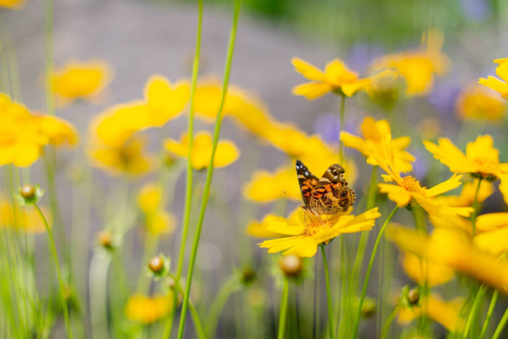Ask the Experts: Spring Gardening Tips from The Sill® + NYBG