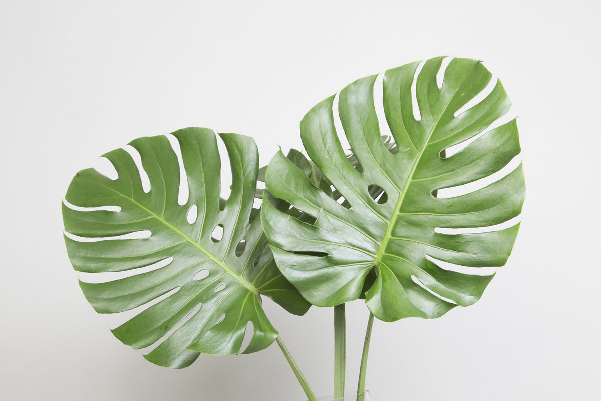 How to Learn Which Plants Are Compatible Together (AKA Allelopathy)