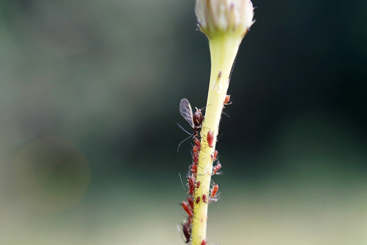 How to Identify and Treat Pests in Your Plants