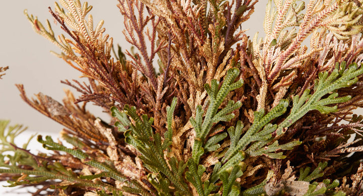 Dino Plant