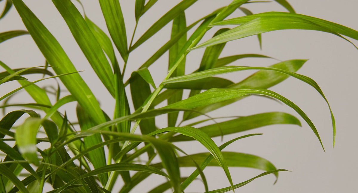 Parlor Palm Plant Care Guide