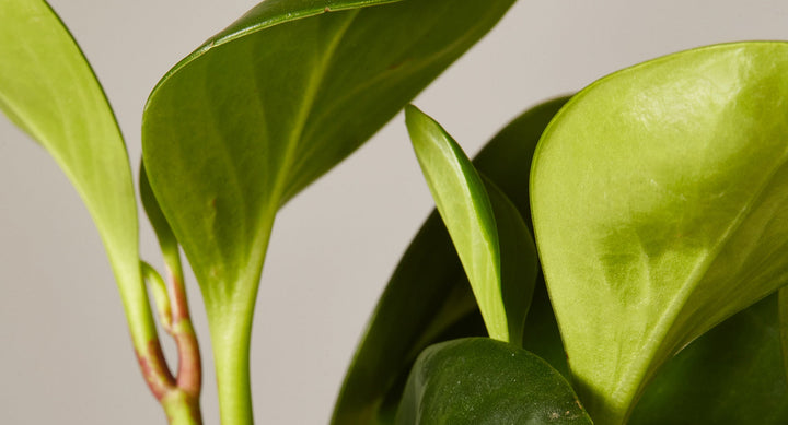 how to care for peperomia plant indoor houseplant