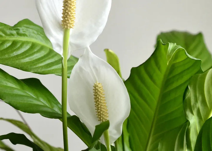 How to Care for a Peace Lily