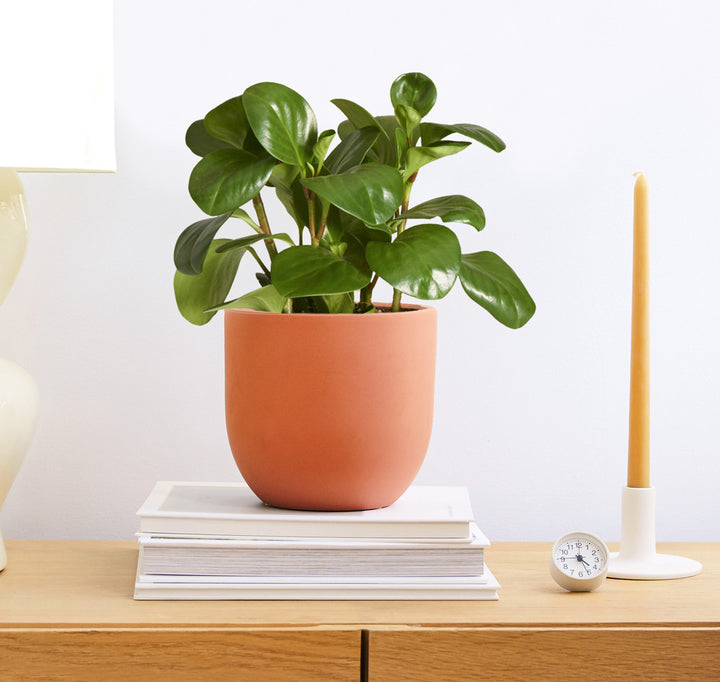 how to care for peperomia indoors easy houseplant 