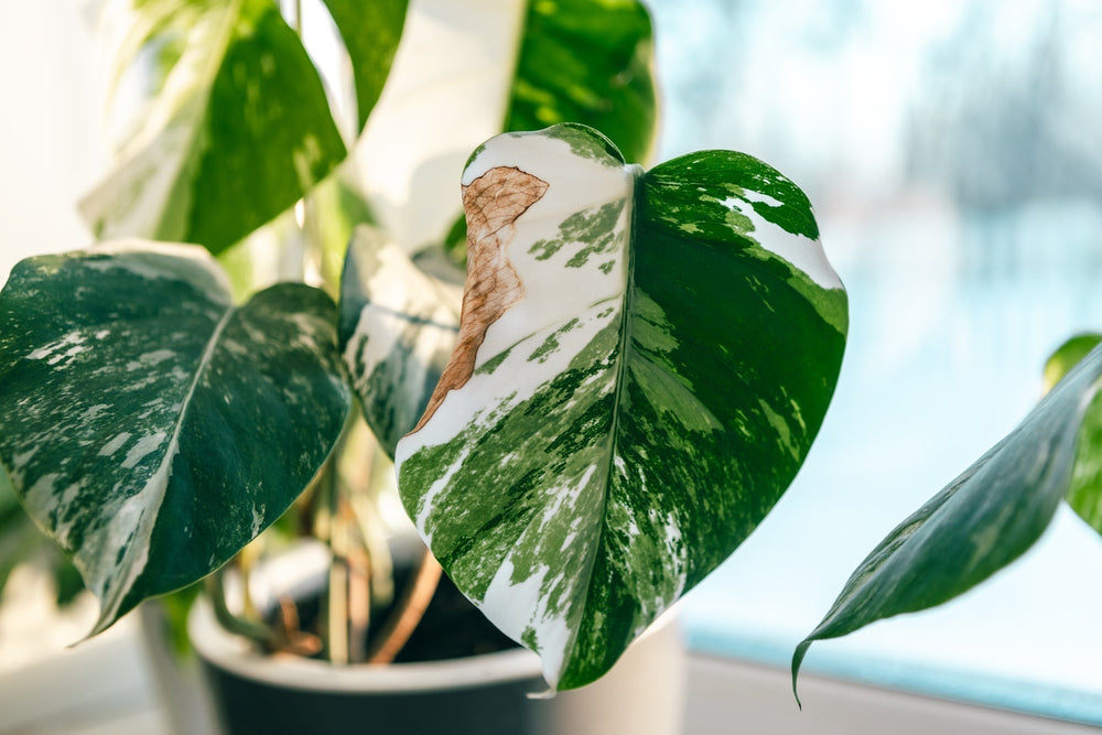 5 Causes For Your Plant's Browning Leaves