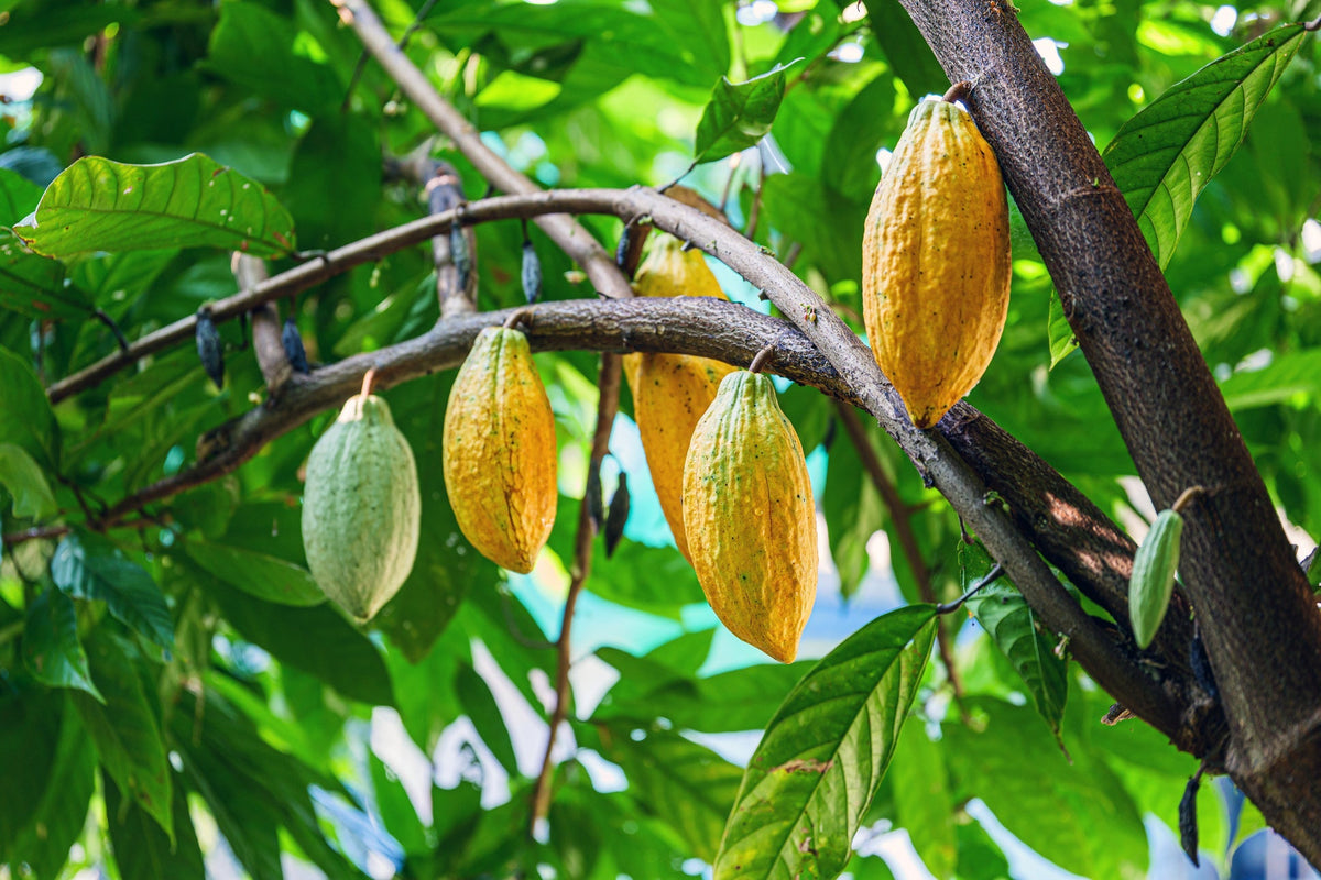 How to Grow and Care for Your Own Chocolate (Cacao) Tree