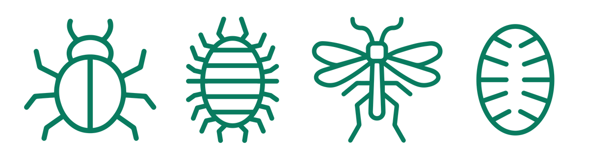 Bug Off: All About Mealybugs