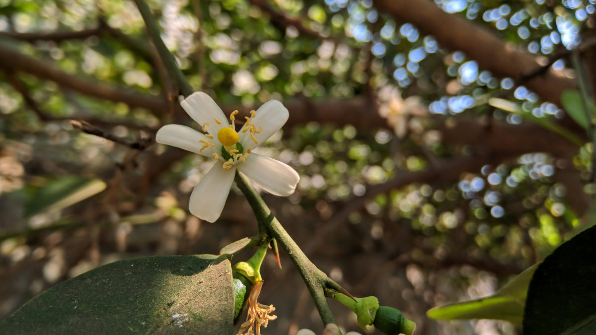 How to Pollinate Citrus Trees