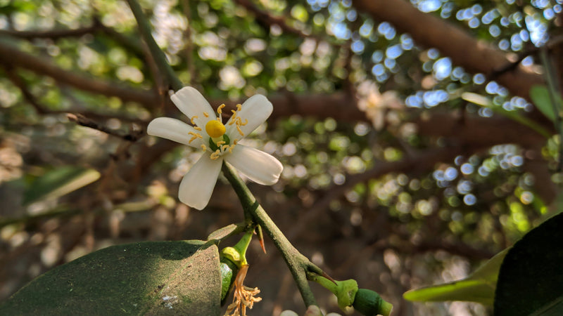 How to Pollinate Citrus Trees