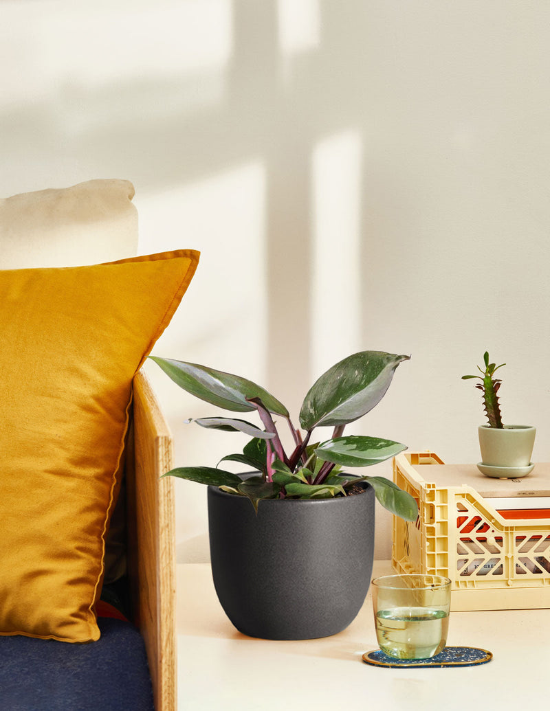 How to Care for a Philodendron