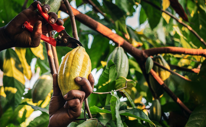 How to Harvest a Cacao Tree at Home