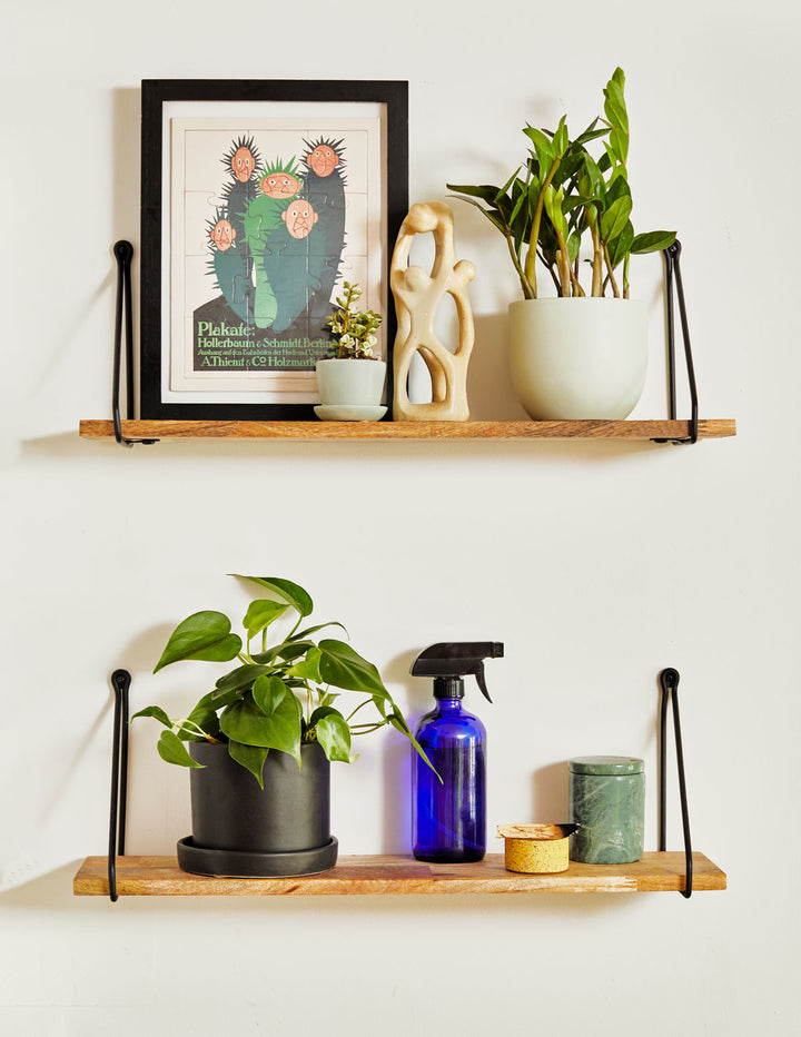 Our 6 Most Popular Houseplants for Fall