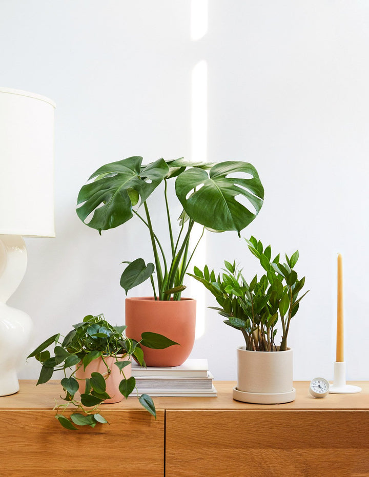 From A to ZZ Plant