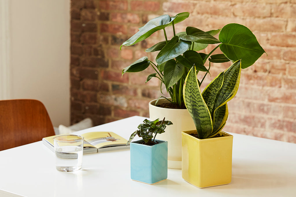 How to Clean Houseplant Leaves