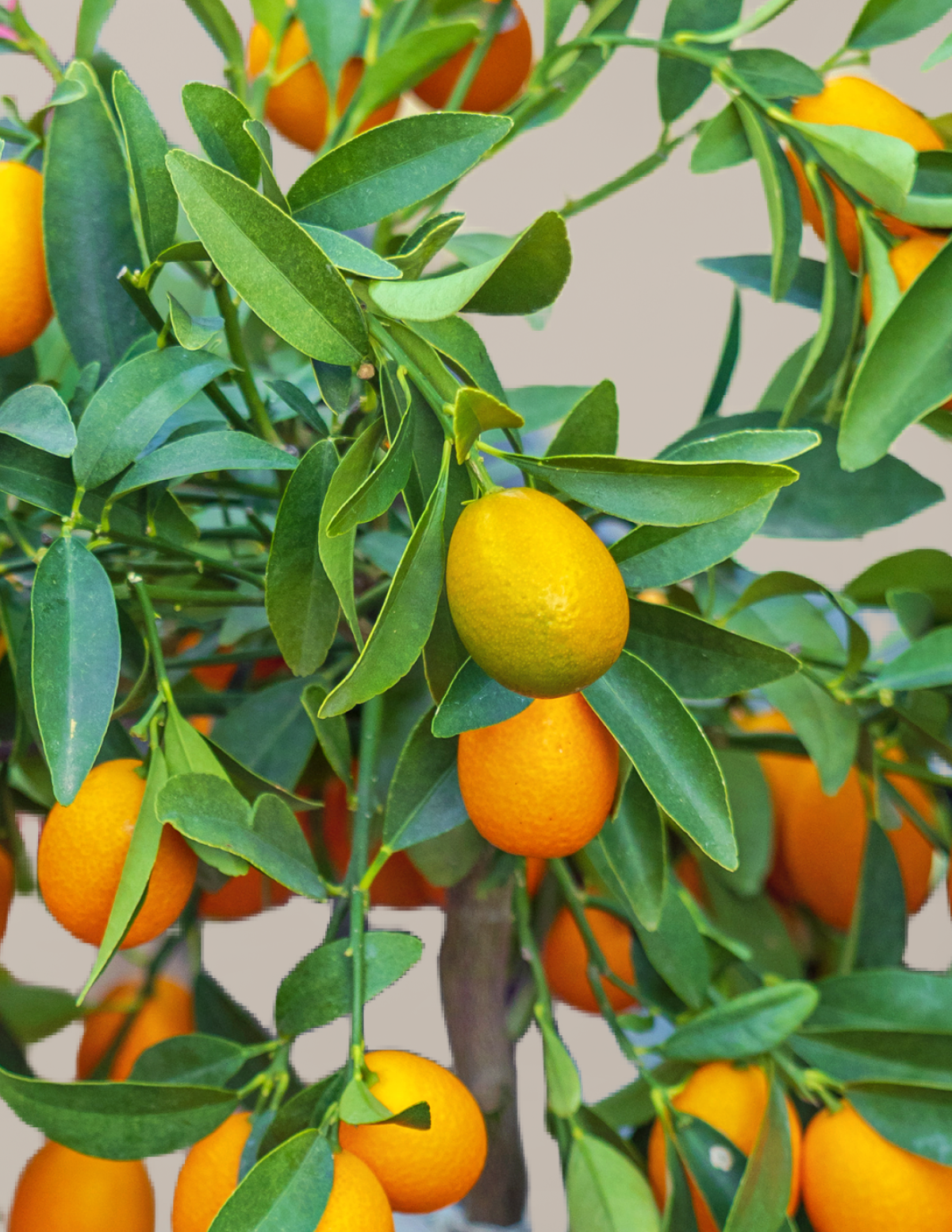 Citrus Trees
