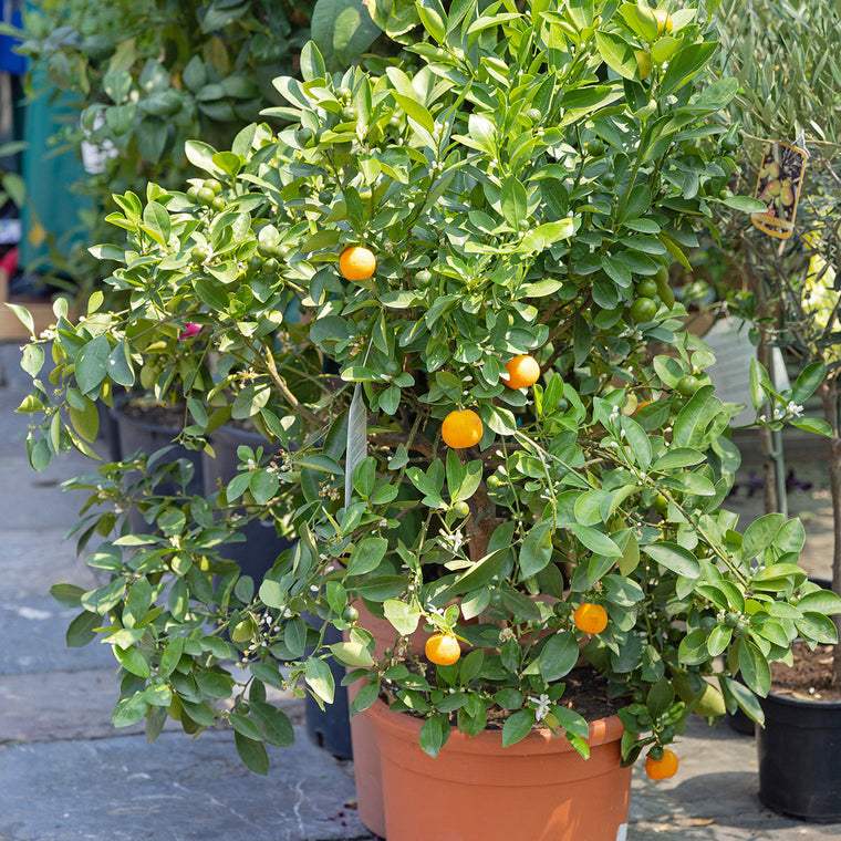 Patio Fruit Trees & Bushes