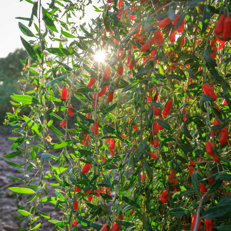 Berry Bushes