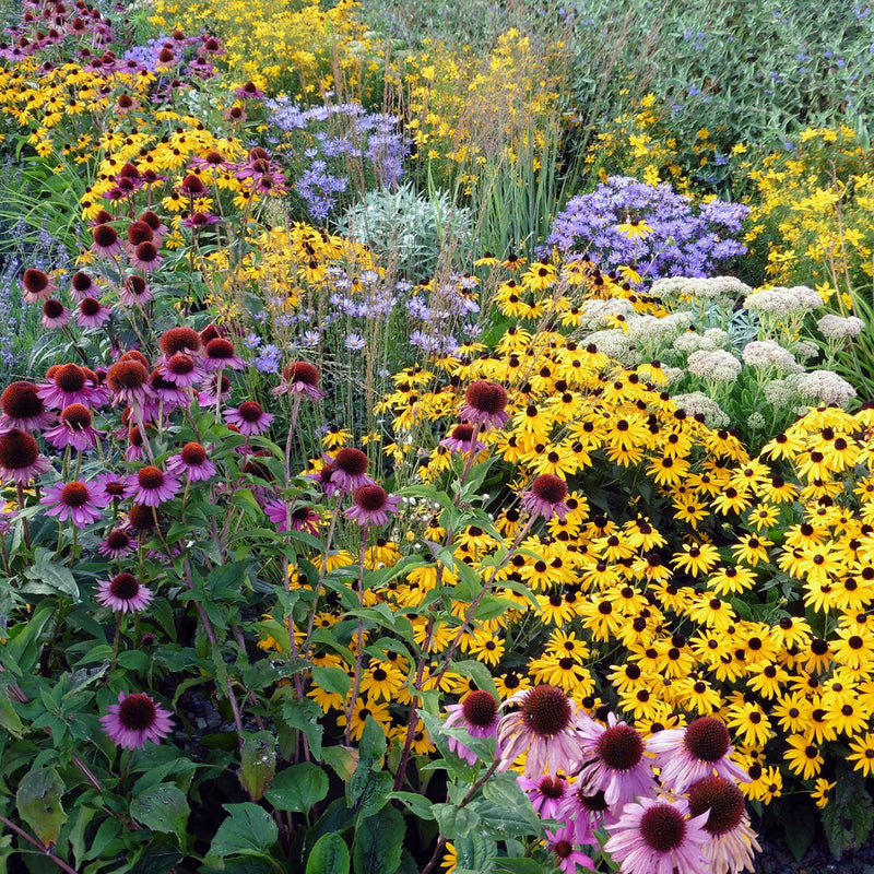 Perennials