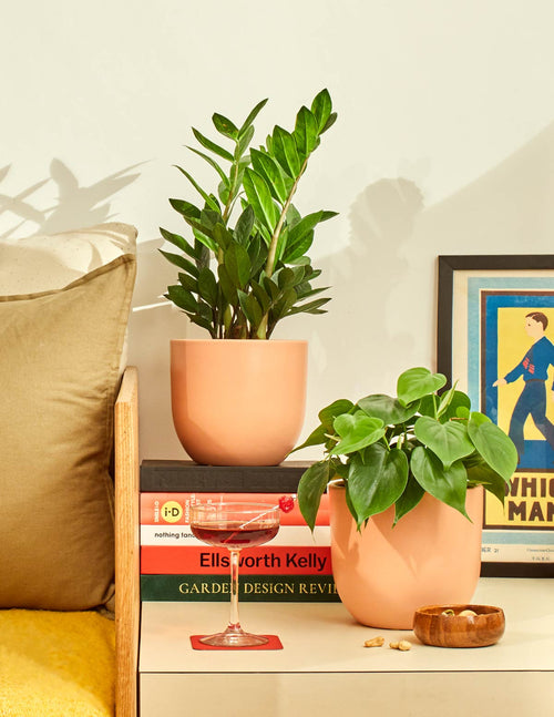 Plant Duos, Trios, and Party Packs