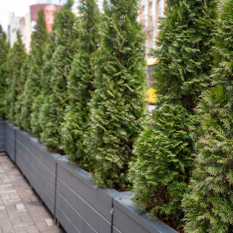 Privacy Trees & Shrubs