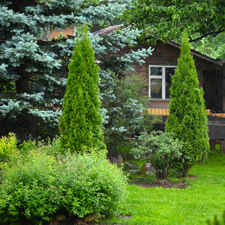 Cold-Hardy Evergreen Trees