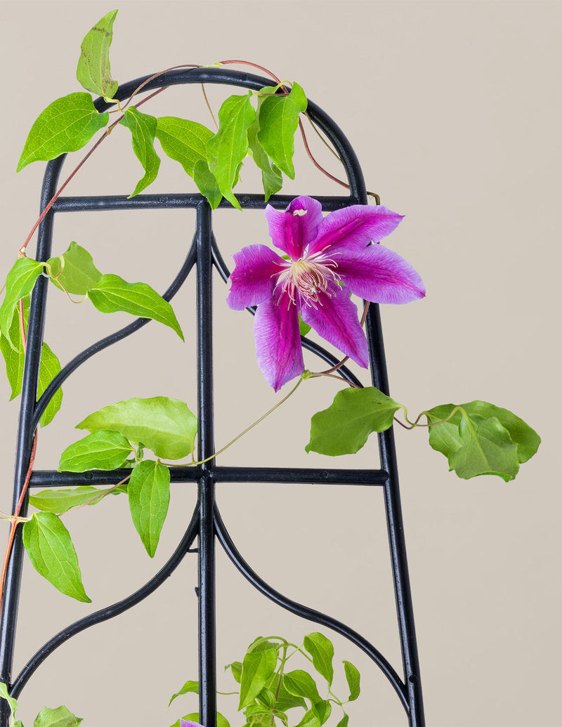 Outdoor Flowering Plants