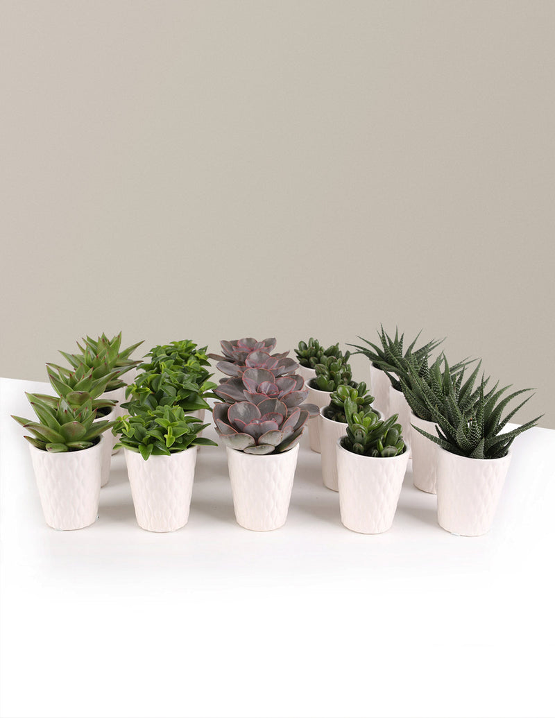 Plant Party Packs