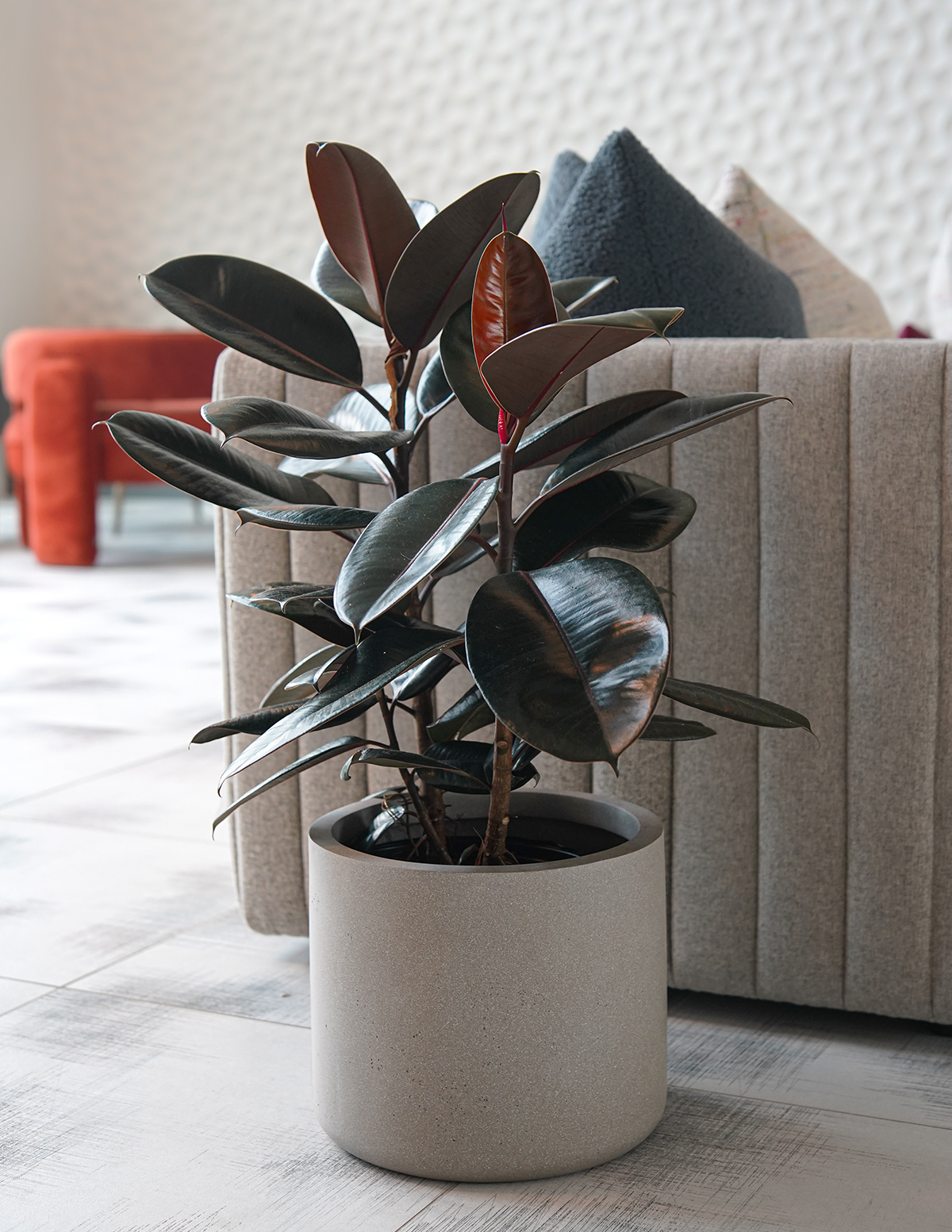 files/1-BurgundyRubberTree_FicusElastica_TheSill.png