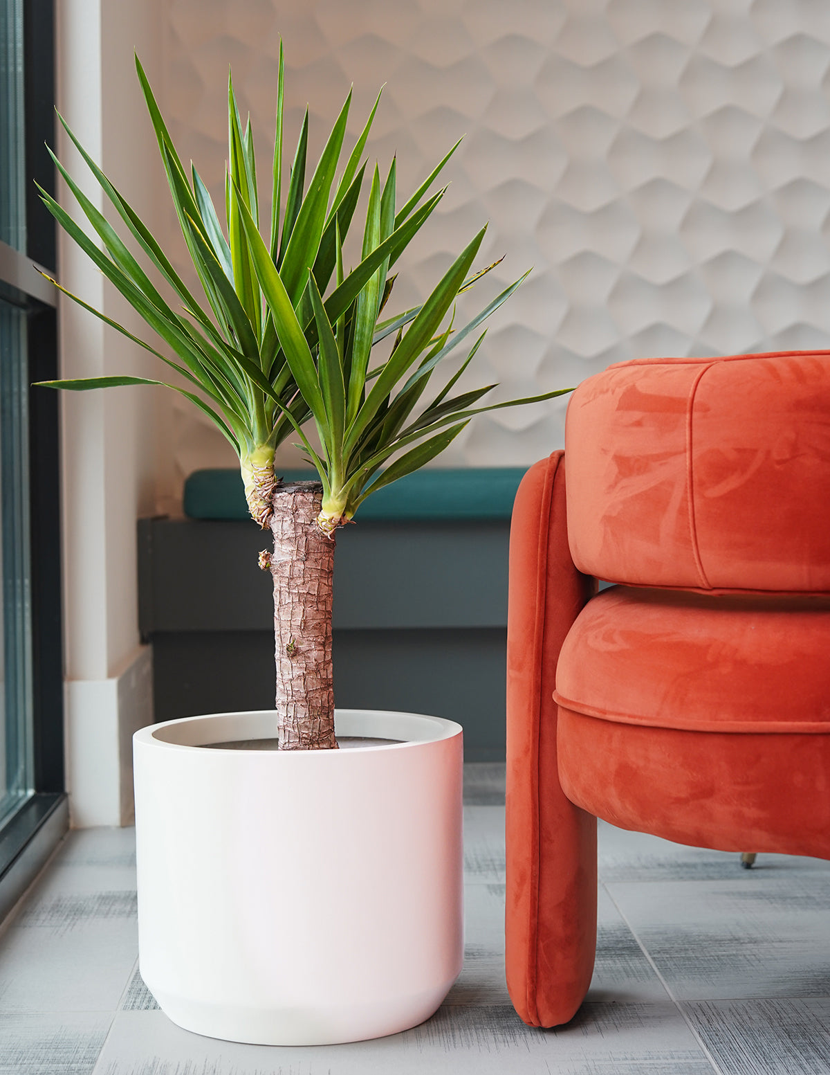 Yucca Plant Single Stem