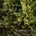 Green Mountain Topiary Boxwood (Ball)