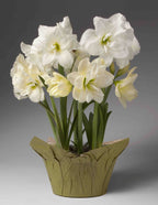 Festive Amaryllis