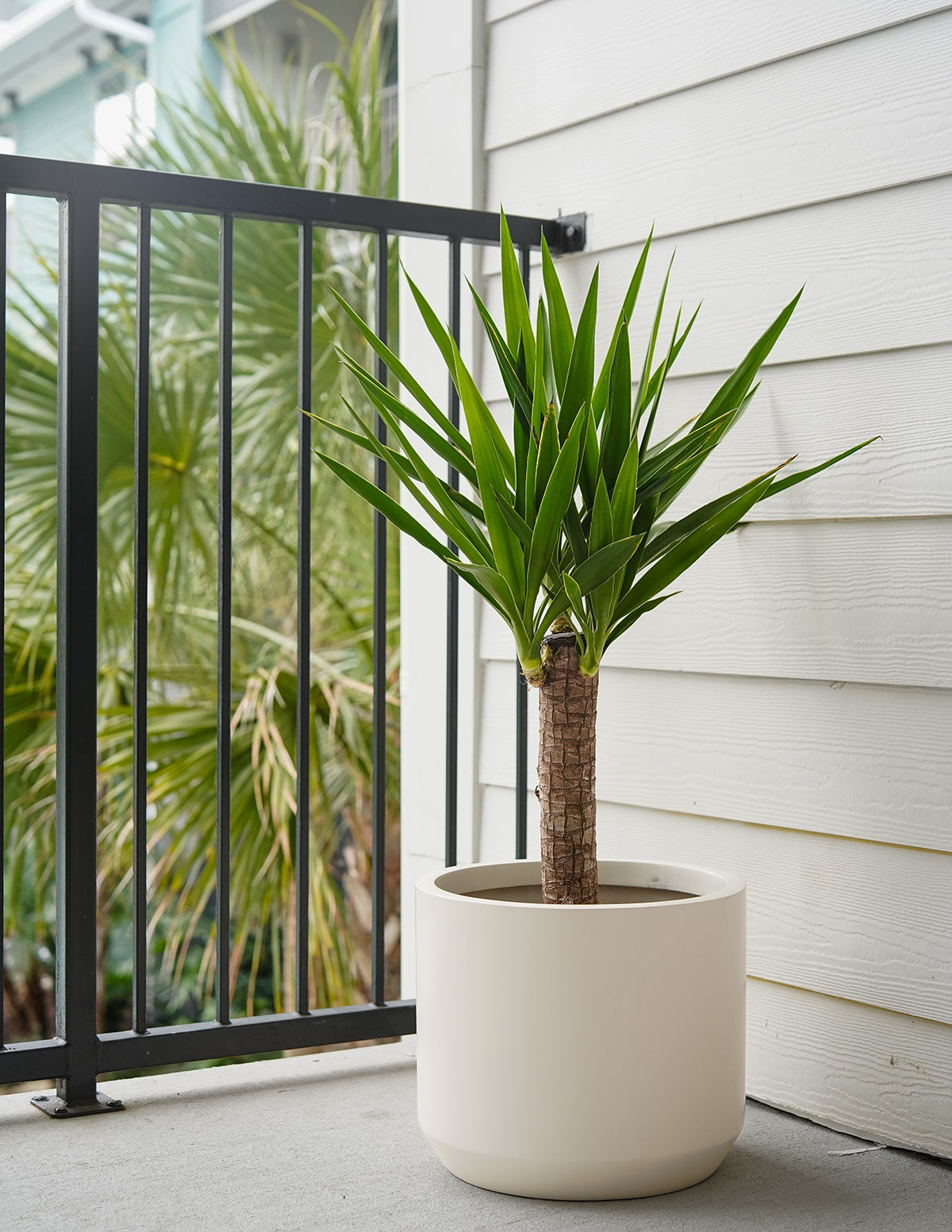 files/2-Yucca_SingleStem_TheSill.jpg