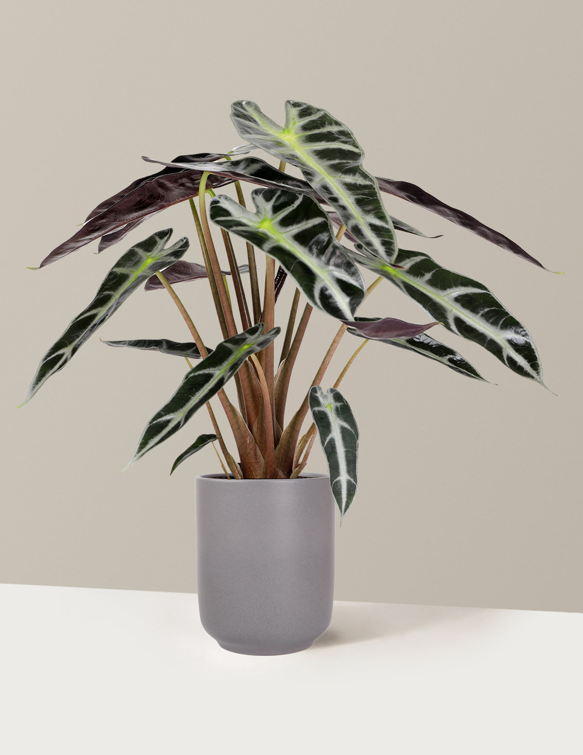 Alocasia Bambino