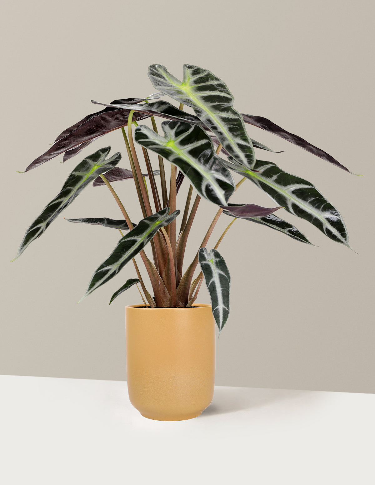 Alocasia Bambino