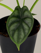 Alocasia Dragon Scale