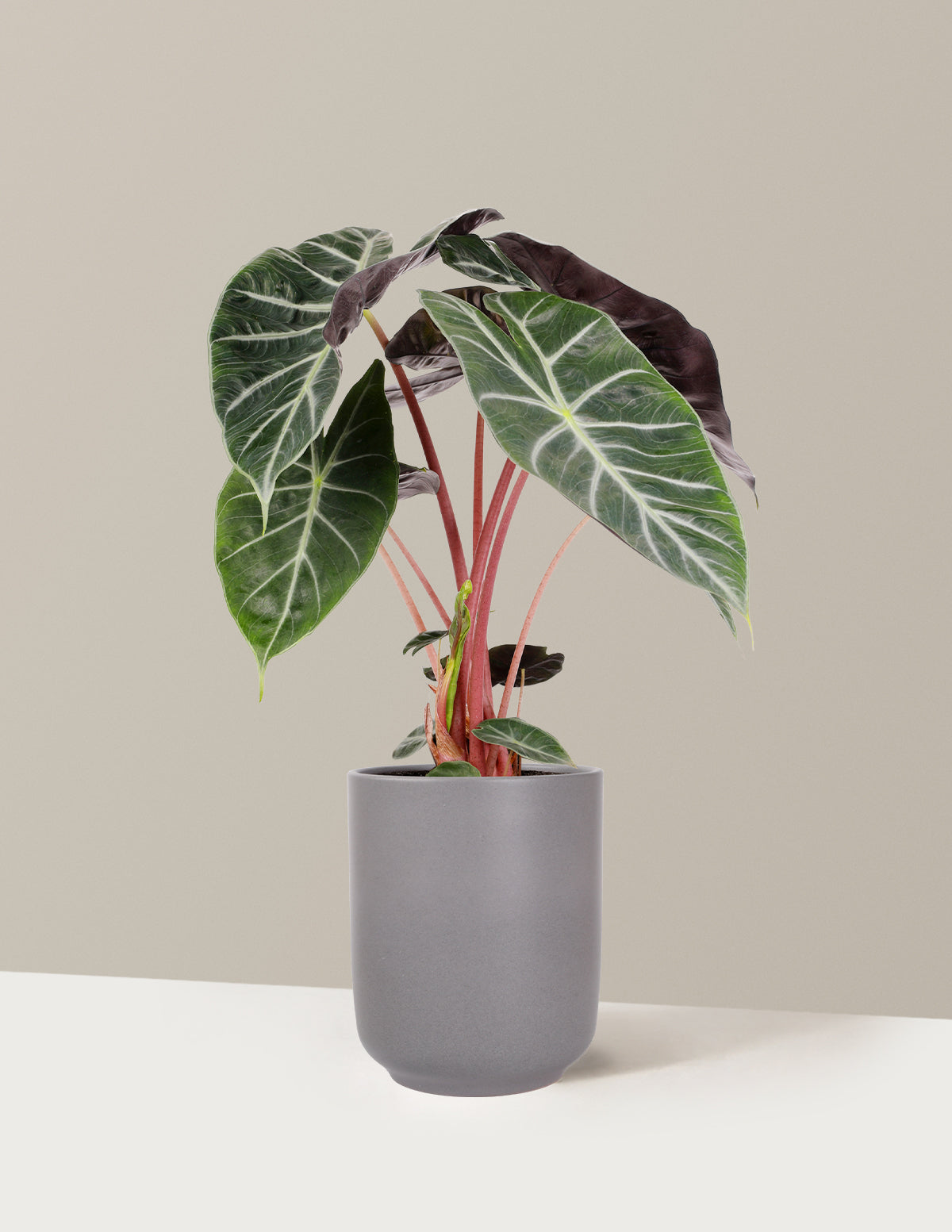 Alocasia Pink Princess