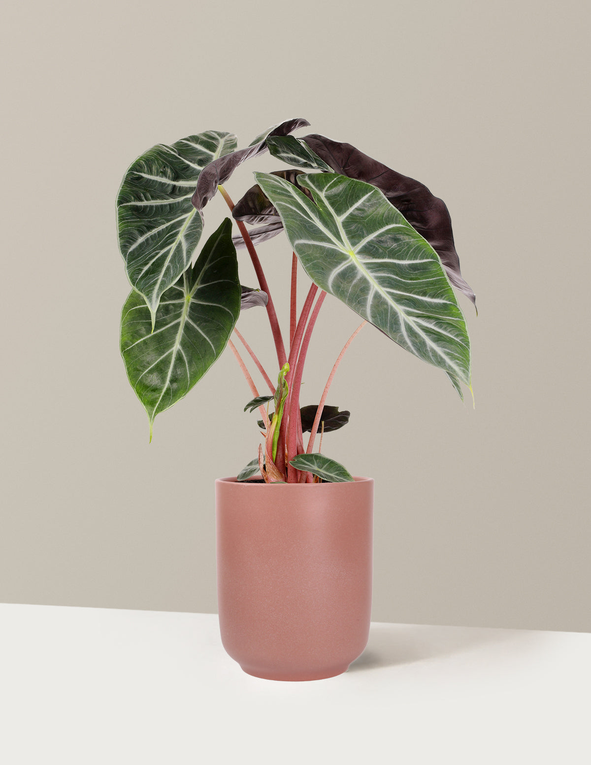Alocasia Pink Princess