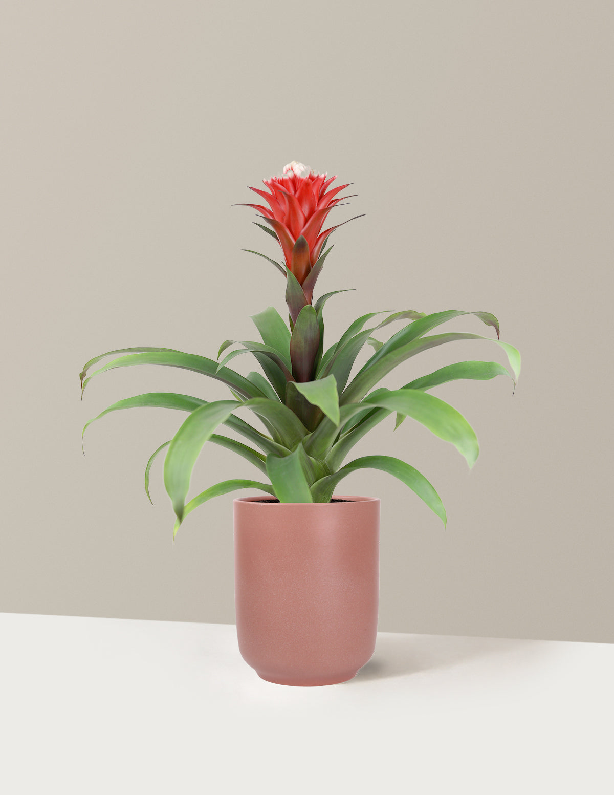 Bromeliad Red Guzmania Hope