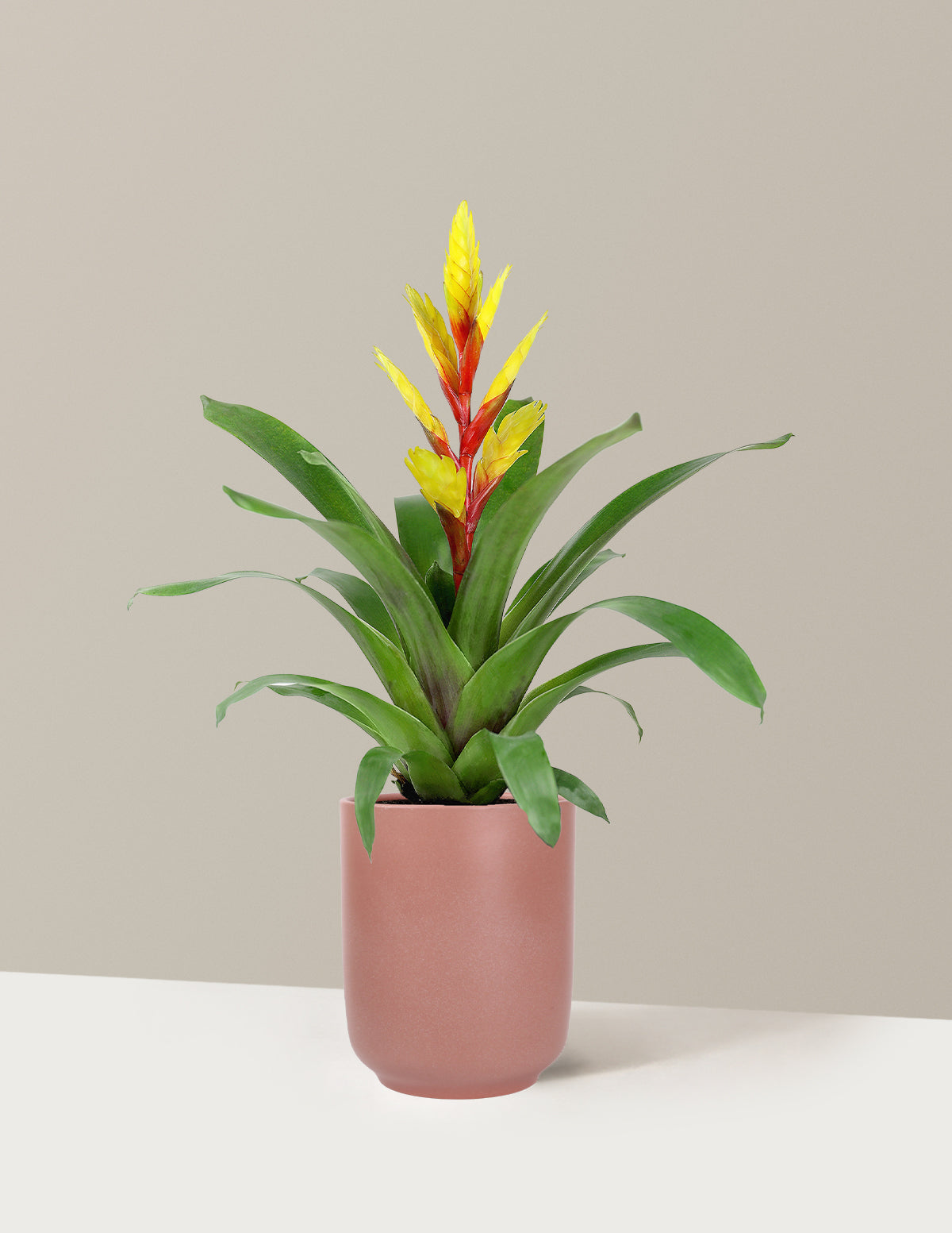 Bromeliad Vriesea Evita Yellow