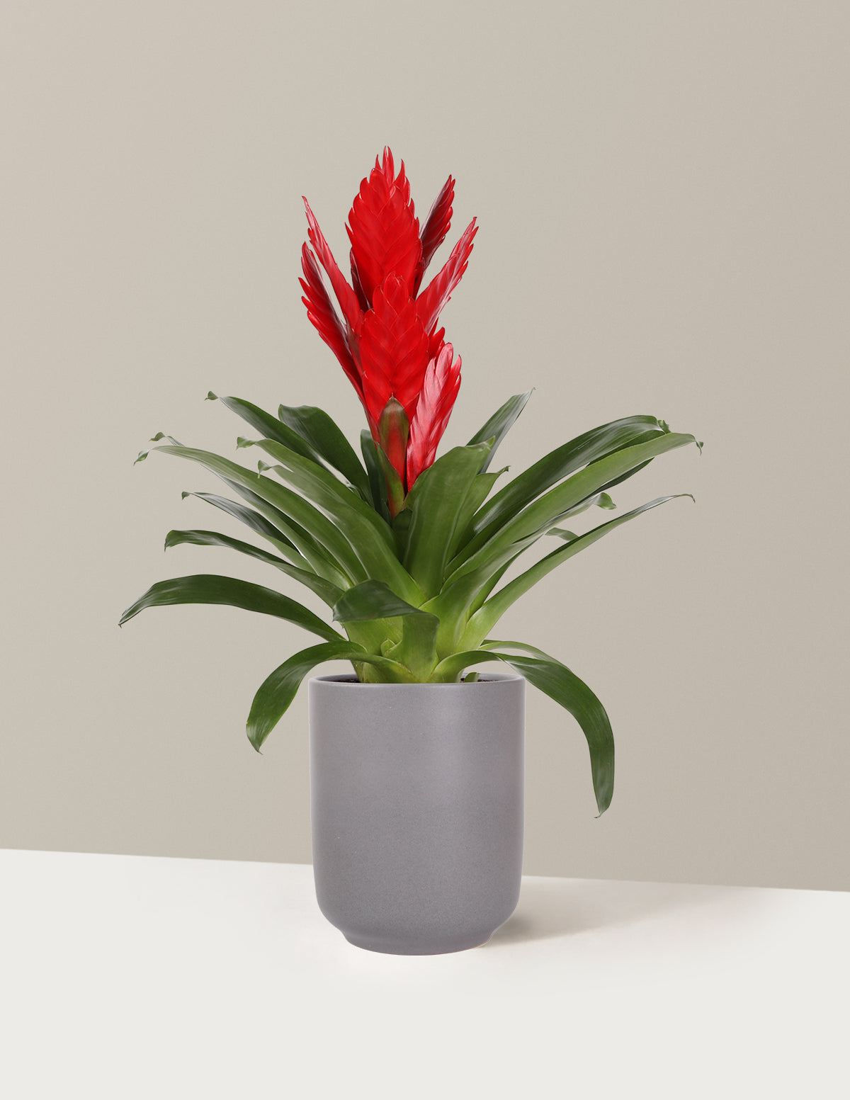 Bromeliad Vriesea Intenso Red