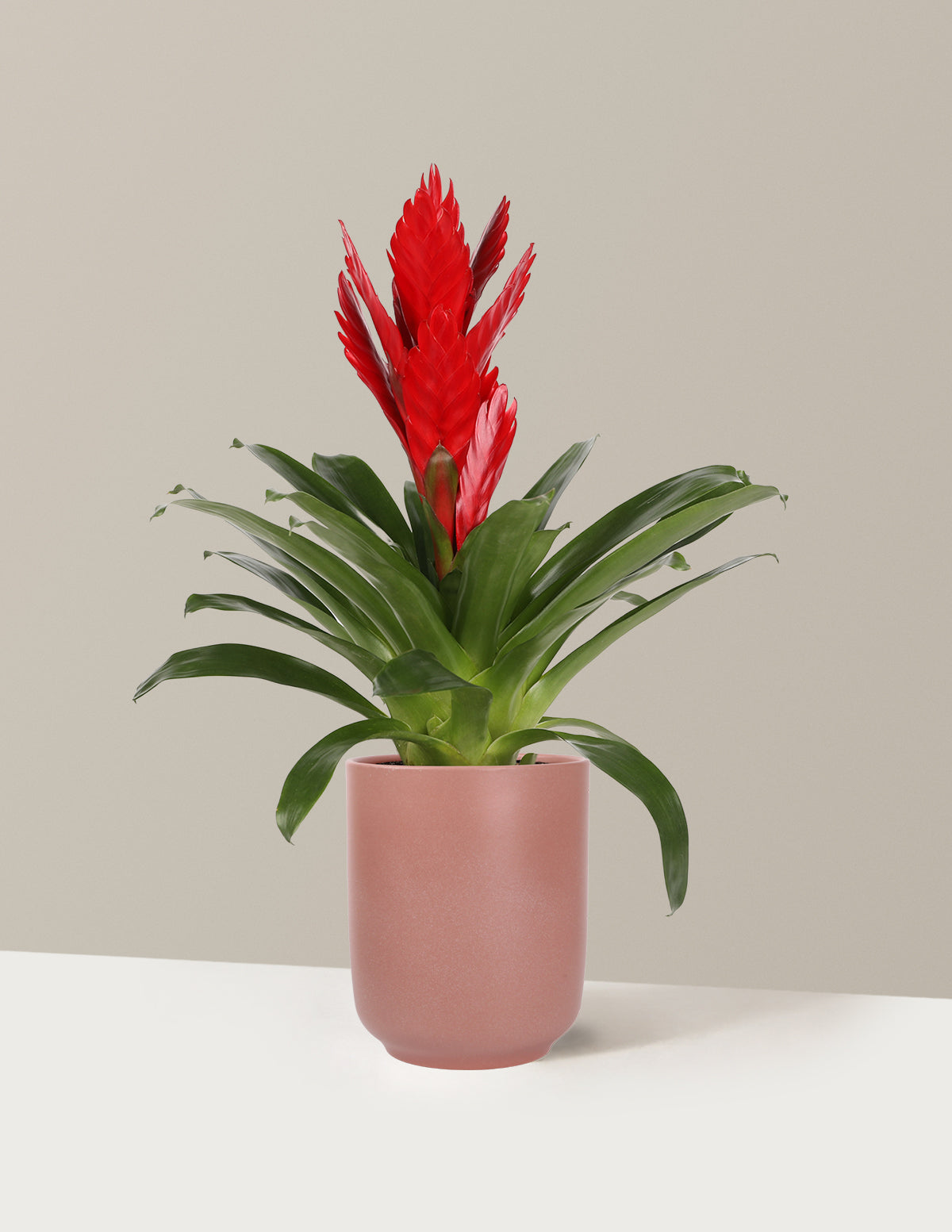 Bromeliad Vriesea Intenso Red