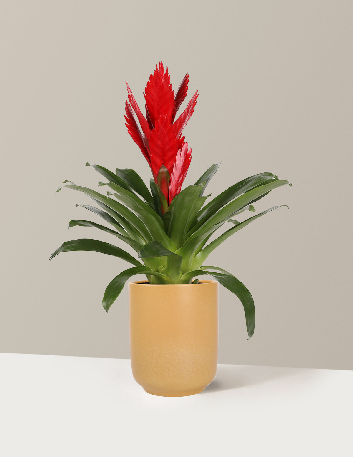 Bromeliad Vriesea Intenso Red