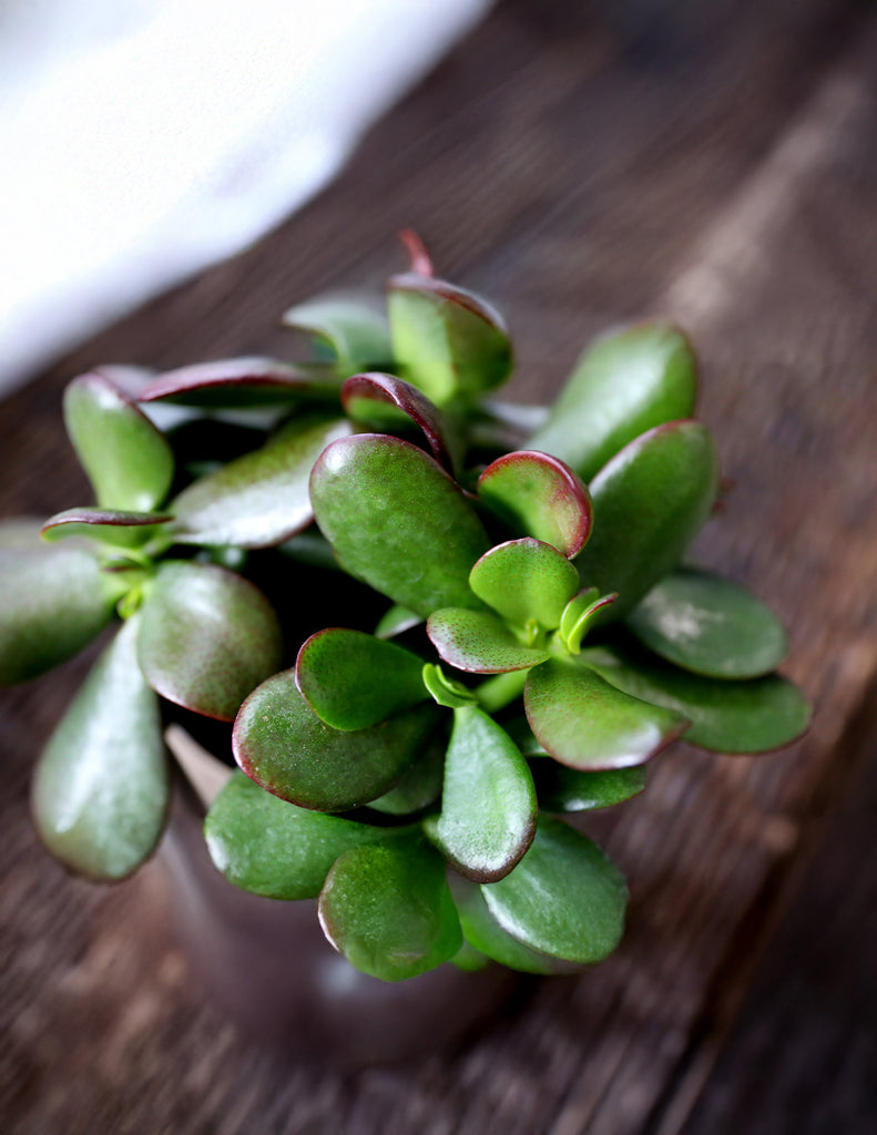 How to care for a Sunset Jade