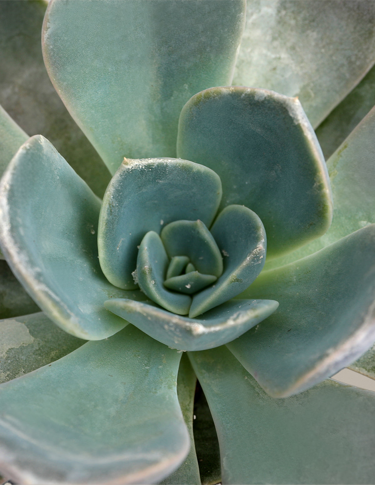 files/5IN_Echeveria_Garotto_Macro_1_2.jpg